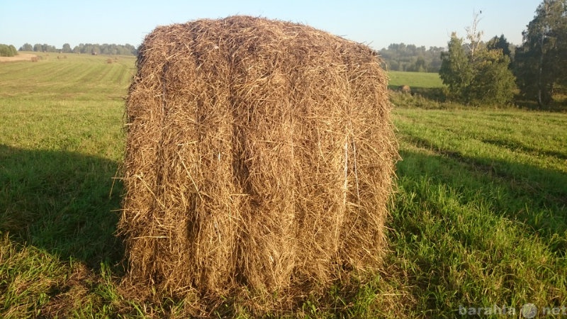 Сено кемеровская область. Сено на продажу для коров. Авито сено. Как выглядят большие сенокосицы. Авито сено в Тюмени.