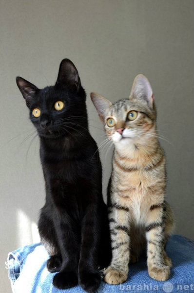 Отдам даром: Котята, 6 месяцев, черный и полосатая