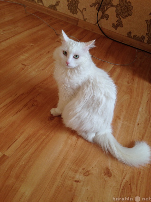 Отдам даром: Кошка "Белое облачко" в добр