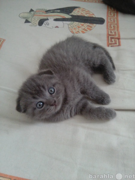 Шотландский Котенок 1.5 Месяца Фото