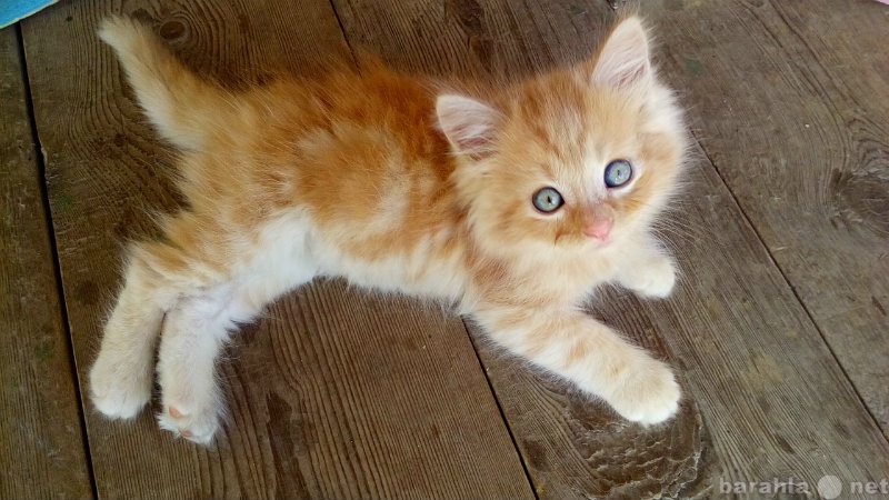 Продам: персидский рыжий котенок