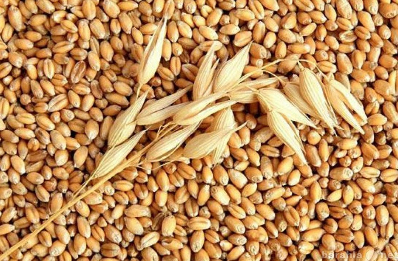 Куплю: Пшеницу Фураж