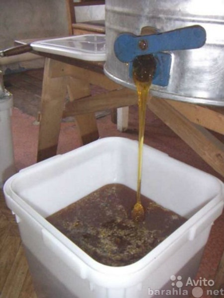 Продам: Мёд алтайский таёжный дягилевый почтой