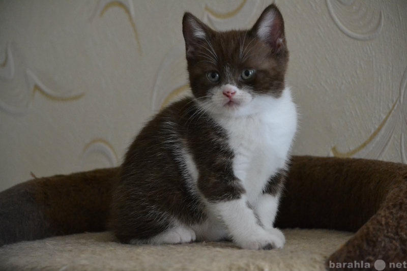 Продам: милых и красивых  британских котят