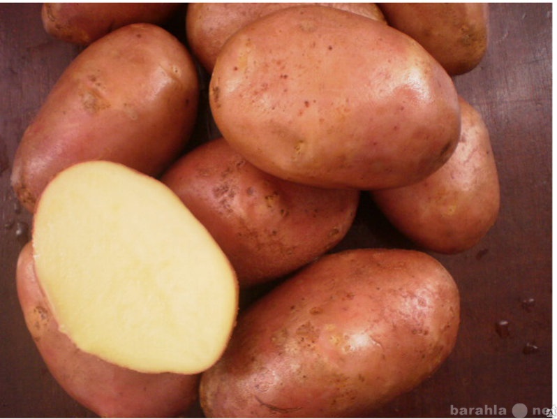 Продам: Продаем фермерский картофель.
