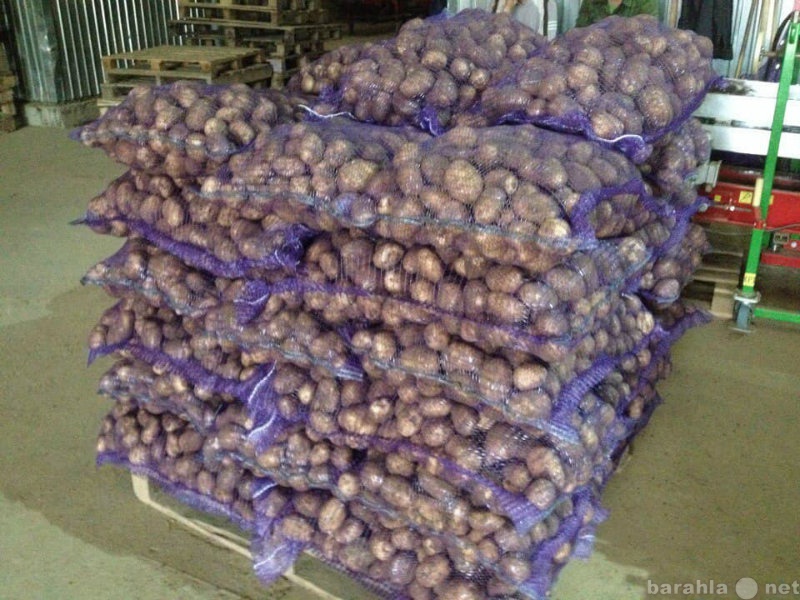 Продам: Реализуем картофель оптом урожай 2016.