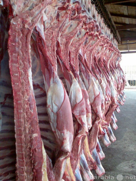 Продам: Отборное мясо СПб- розница и опт