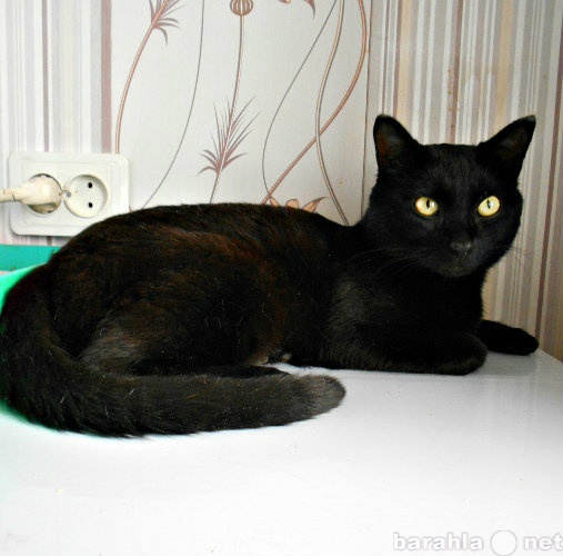 Отдам даром: Черный молодой котик