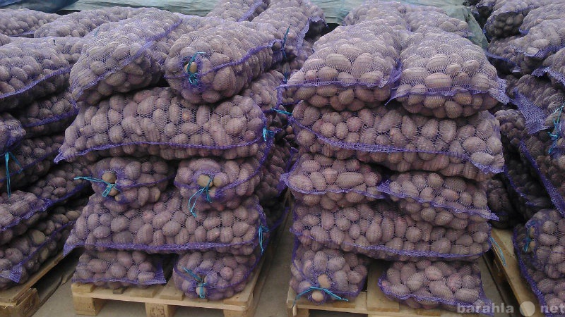 Продам: Картофель оптом от 5,5 рублей с доставко