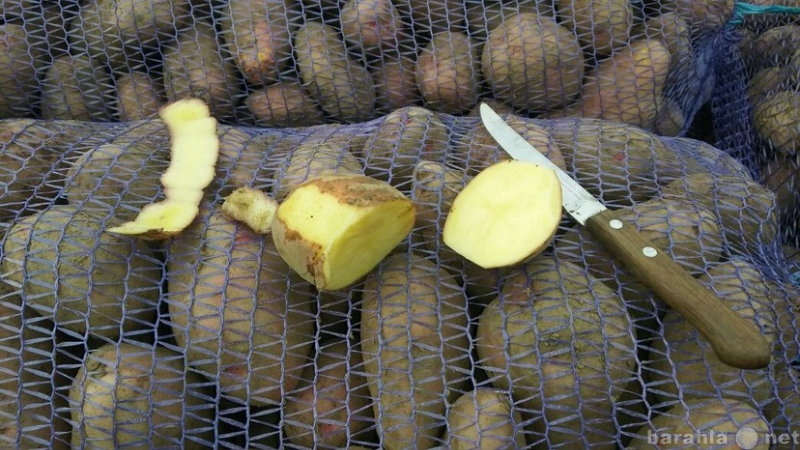 Продам: картофель