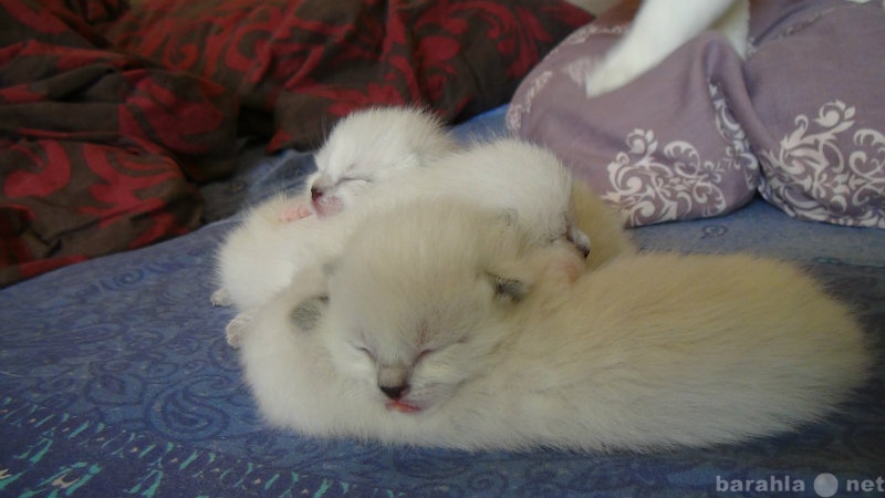 Продам: Тайские котята ищут своих любящих хозяев