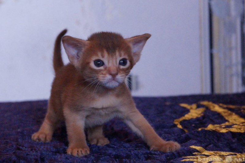 Продам: Abyssinian kittens