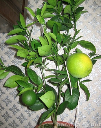 Продам: Саженцы лимонов, апельсинов и многое дру