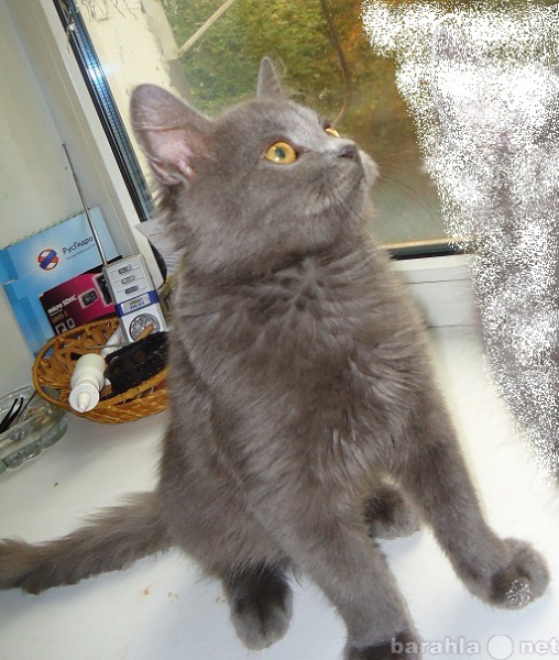 Отдам даром: Фенотипичный британский котик ищет дом
