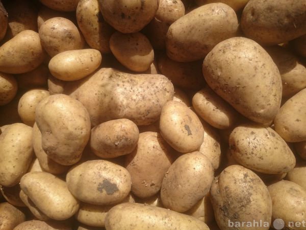 Продам: Картофель оптом напрямую от фермера
