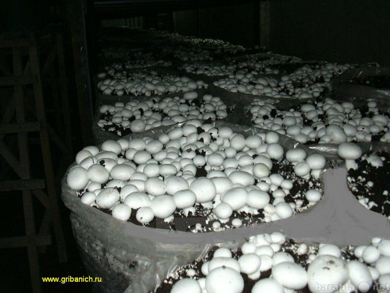 Продам: Домашние грибы шампиньоны – семена!