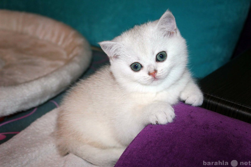 Продам: Котята от серебристой шиншиллы