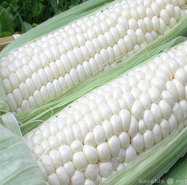 Продам: Белая кукуруза