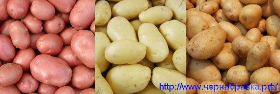 Продам: Картофель от производителя оптом и в роз