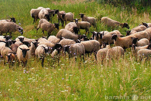 Продам: Племенные овцы романовской породы