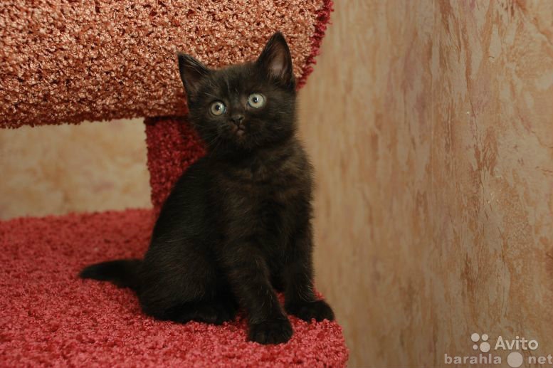 Фото Черных Котят 2 Месяца
