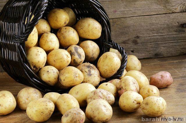 Продам: Картофель некондиция отличного качества