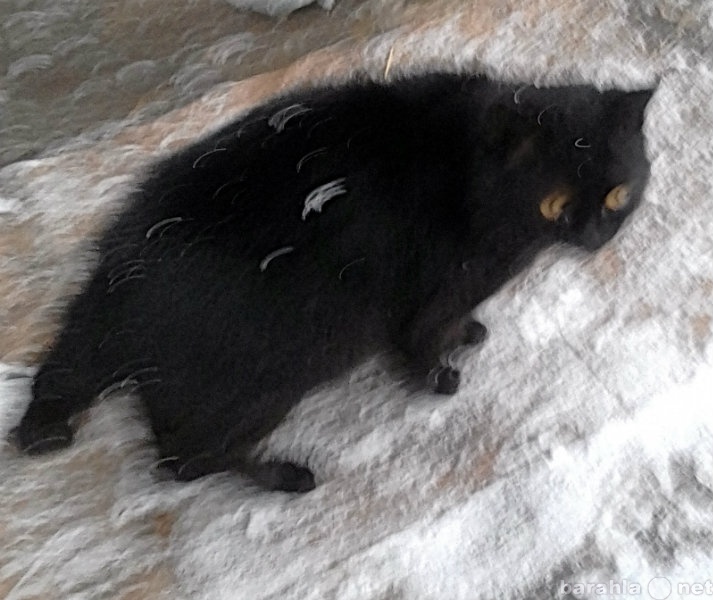 Отдам даром: Найден черный котик