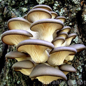 Продам: Зерновой мицелий грибов для выращивания