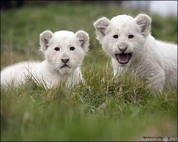 Продам: Белый лев, львенок купить можно у нас