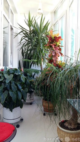 Продам: Растения для дома и офиса