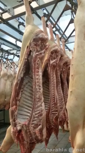 Продам: Мясо свинины в тушах и п/тушах