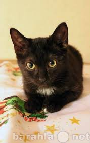 Отдам даром: Котенок девочка черненькая