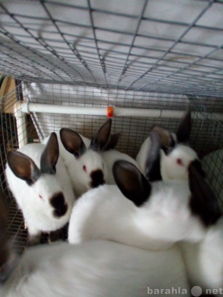 Продам: Кролики