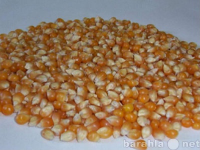Продам: Экструдированная кукуруза,ячмень,пшеница