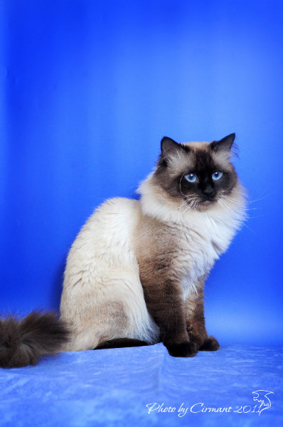 Предложение: Невский маскарадный кот для вязки