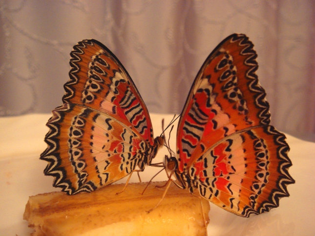 Предложение: Живые Тропические Бабочки в подарок !