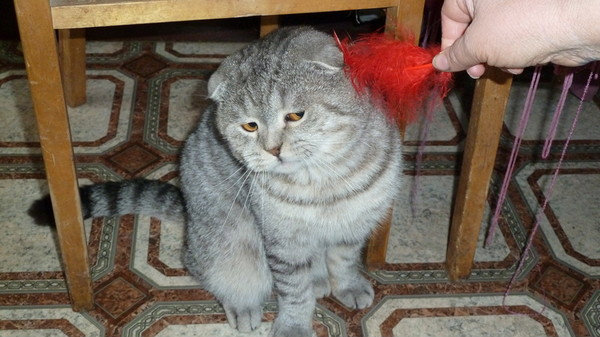 Предложение: ШИКАРНЫЙ шотландский вислоухий кот вязка