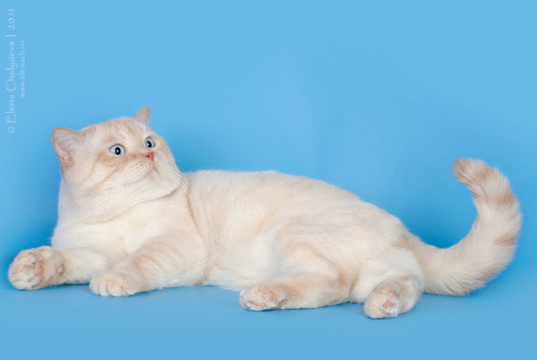Предложение: Британский кот колорного окраса