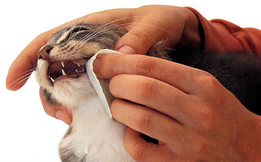 Предложение: Ультразвуковая чистка зубов животным