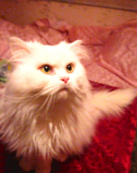 Предложение: Белоснежный персидский котик-жених