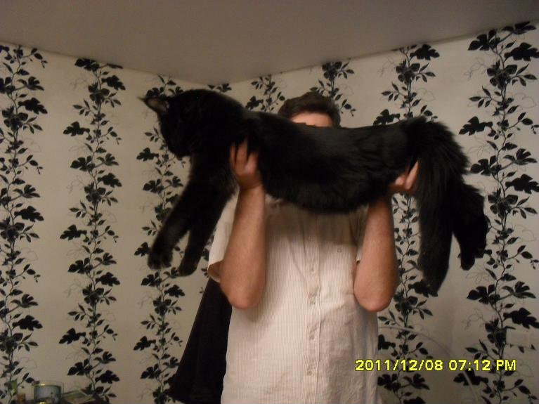 Предложение: Мейн-кун, вязка кошек-черный гигант
