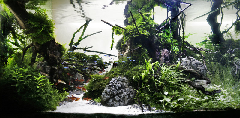 Предложение: Оформление аквариумов в природном стиле