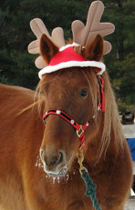 Предложение: Катание на лошадях на детский праздник