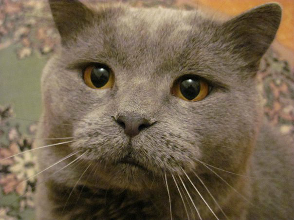 Предложение: Вязка, кот британской породы