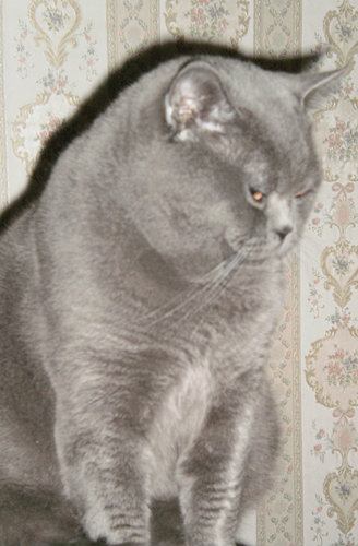 Предложение: Вязка.Британский кот