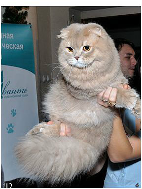 Предложение: Вязка шотландский вислоухий кот (хайленд
