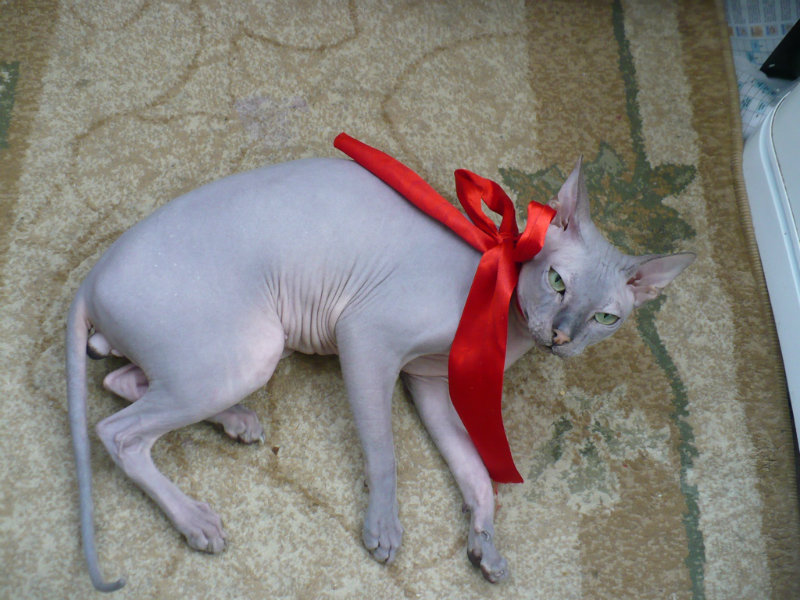 Предложение: Донской сфинкс, кот для вязки