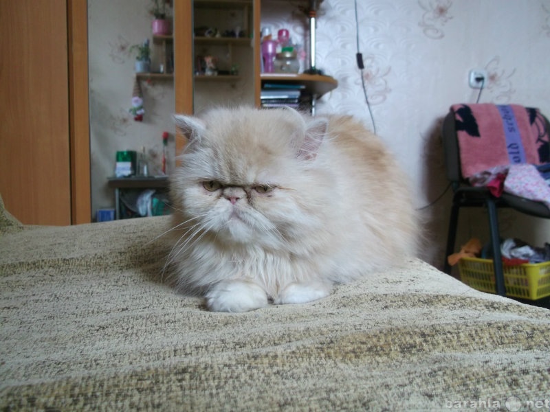 Предложение: Персидская кошка ищет персидского кота