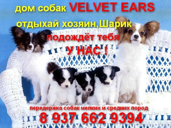 Предложение: передержка собак VELVET EARS в Тольятти