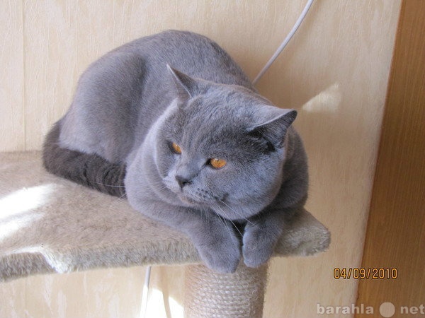 Предложение: Вязка голубого британского кота
